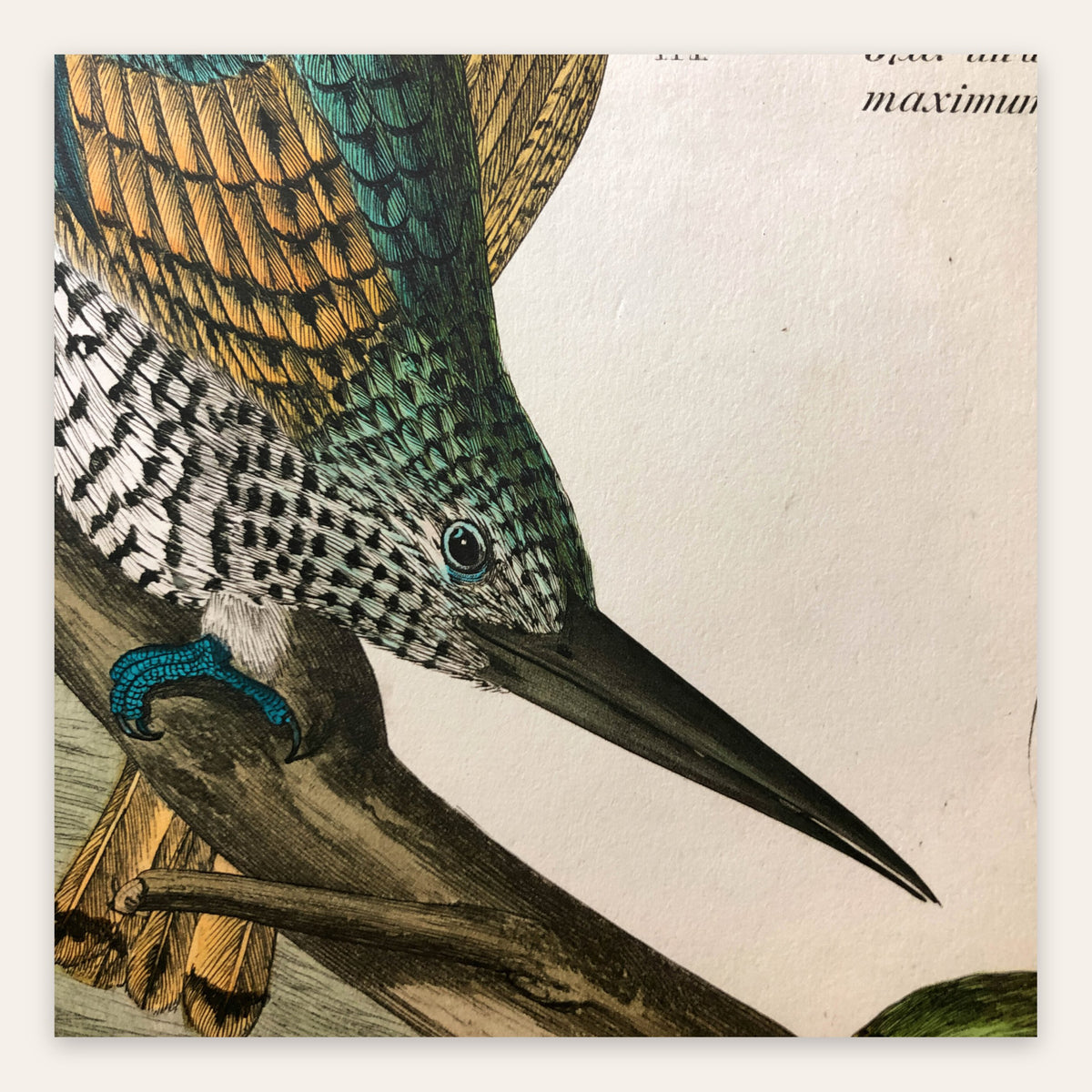 Antique Kingfisher Illustration flat lay