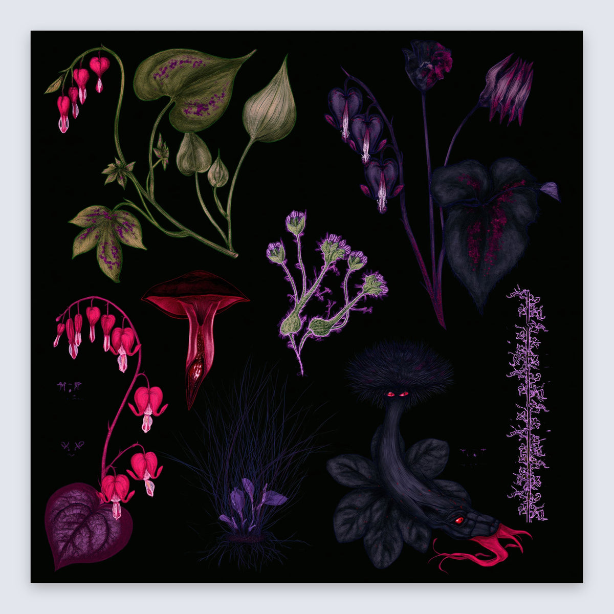 Dark Bleeding Heart Botanical Illustration flat lay