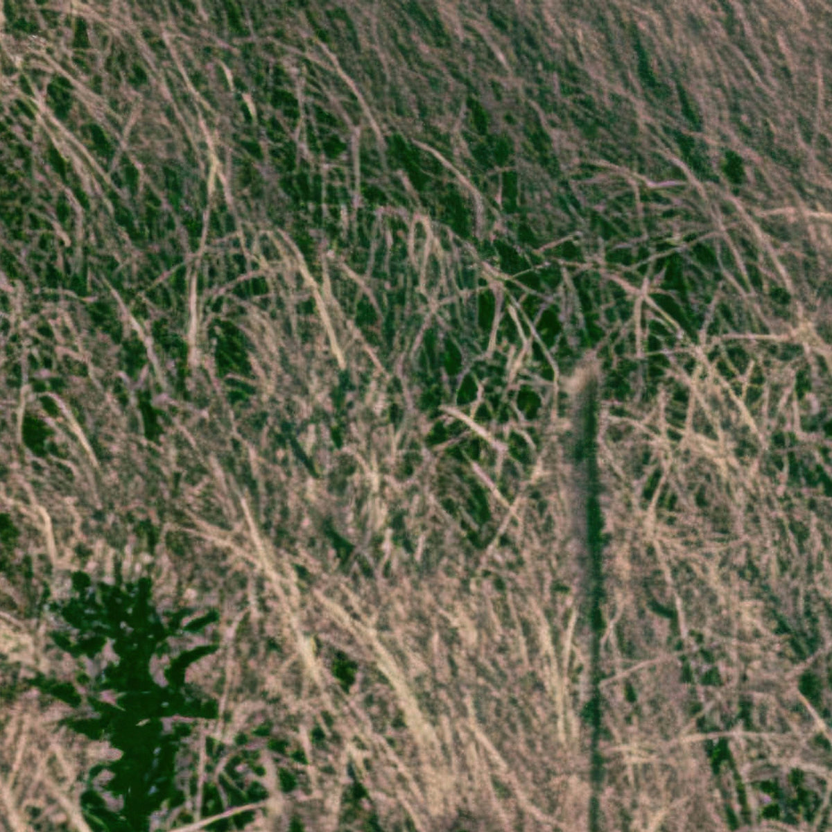 Vintage Sea Stack Coastline close-up detail