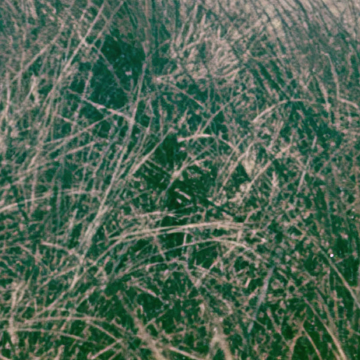 Coastal Dune Grasses and Sea Stacks close-up detail