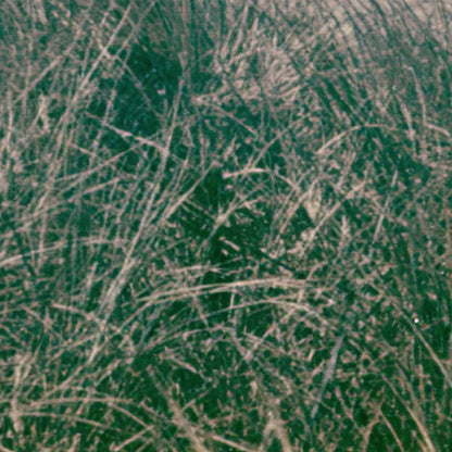 Coastal Dune Grasses and Sea Stacks close-up detail