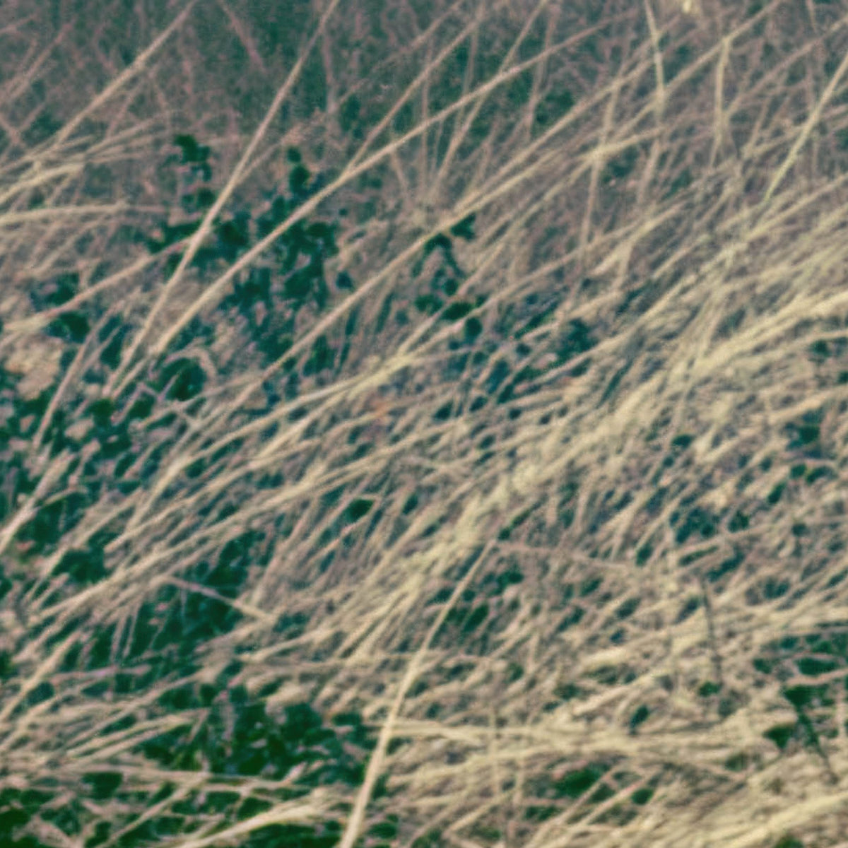 Vintage Dune Grass Coastline close-up detail