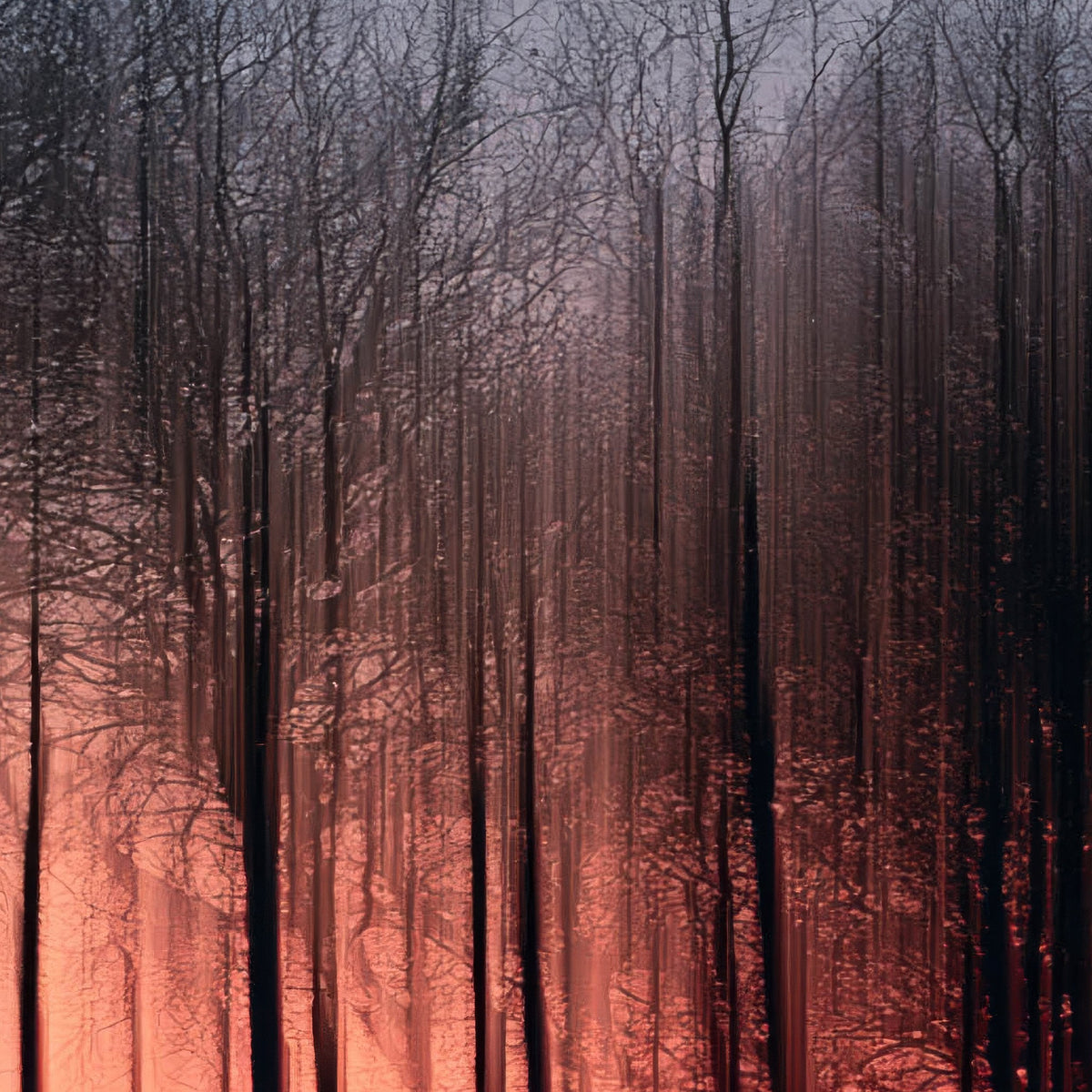 Bare Trees at Sunset close-up detail