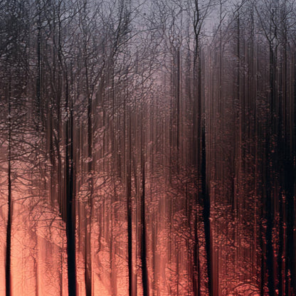 Bare Trees at Sunset close-up detail