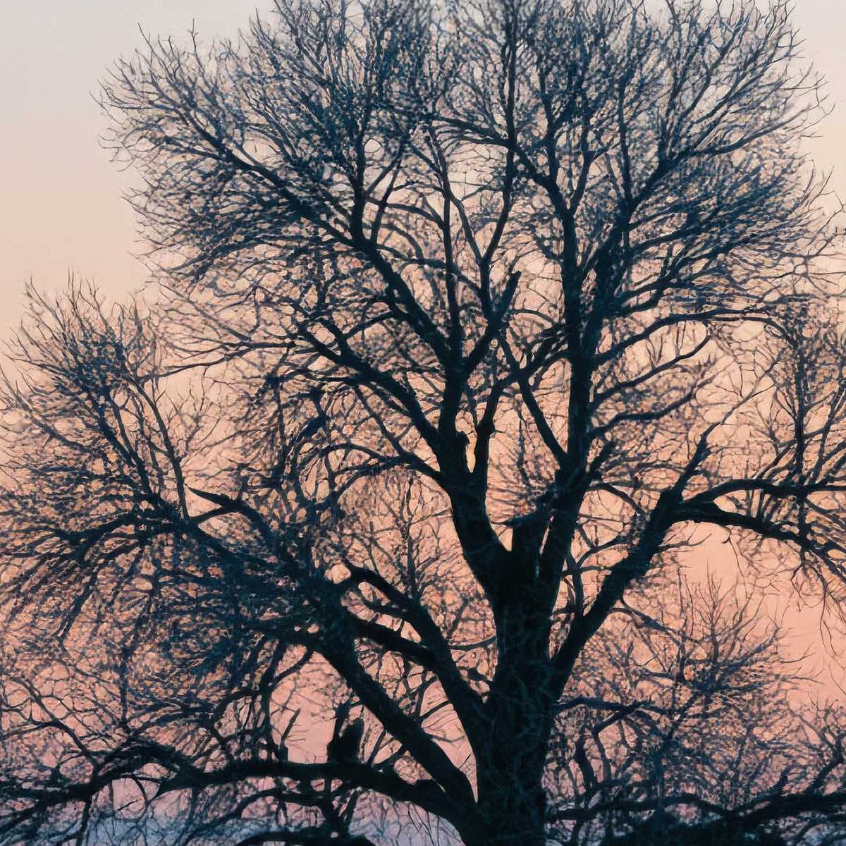 Lone Tree in Snowy Field close-up detail