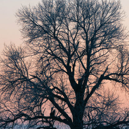 Lone Tree in Snowy Field close-up detail
