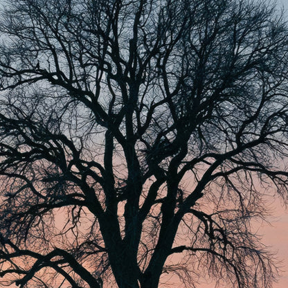 Solitary Tree at Dusk close-up detail