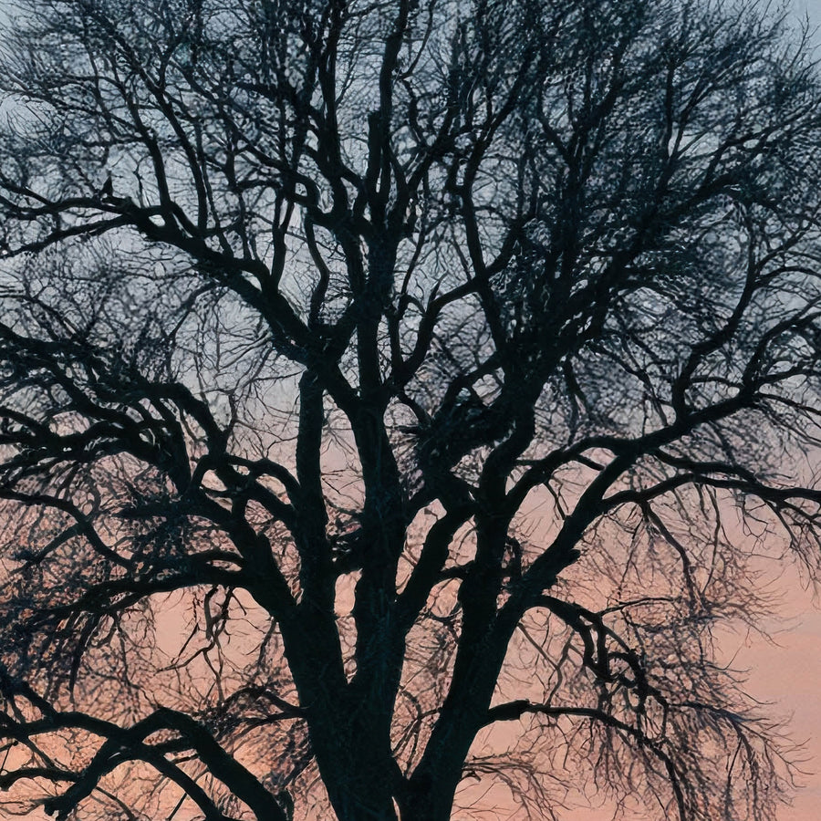 Solitary Tree at Dusk – Scandinavian Wall Art
