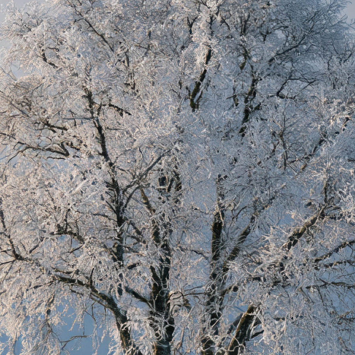 Frosted Tree and Red Cottage close-up detail