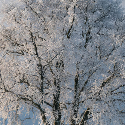 Frosted Tree and Red Cottage close-up detail