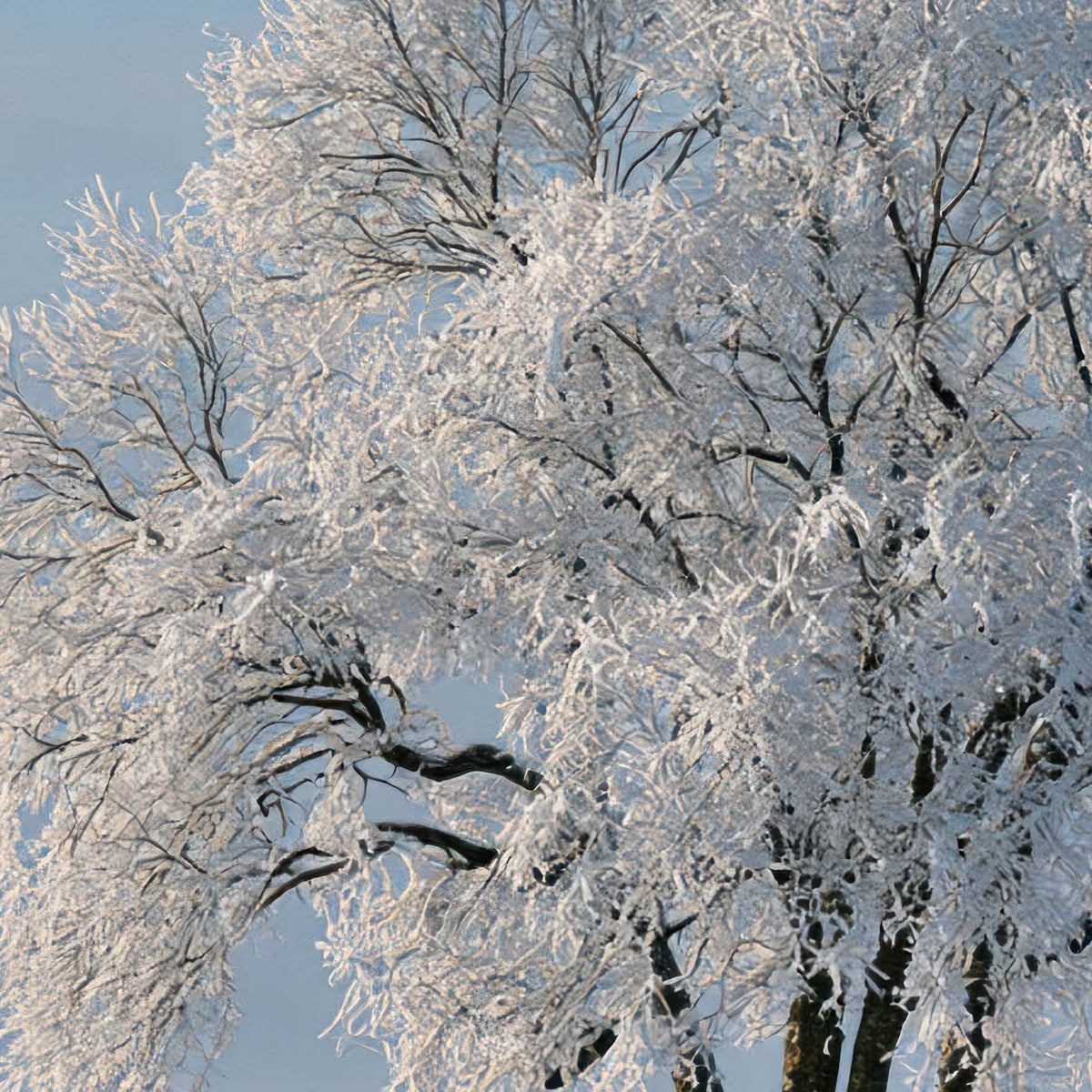 Red Farmhouse and Frosted Tree in Snow close-up detail