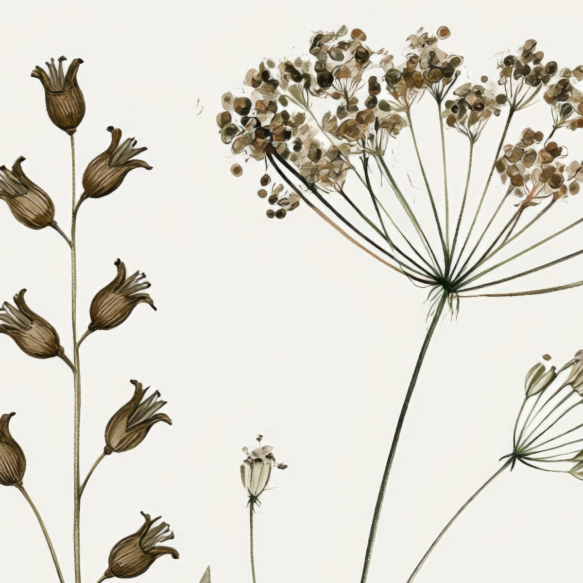 Old Herbarium Page close-up detail