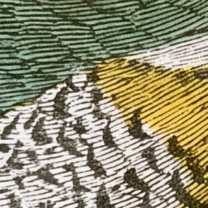 Antique Tropical Bird Illustration close-up detail