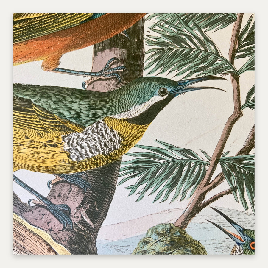 Antique Tropical Bird Illustration – Vintage Illustration Wall Art