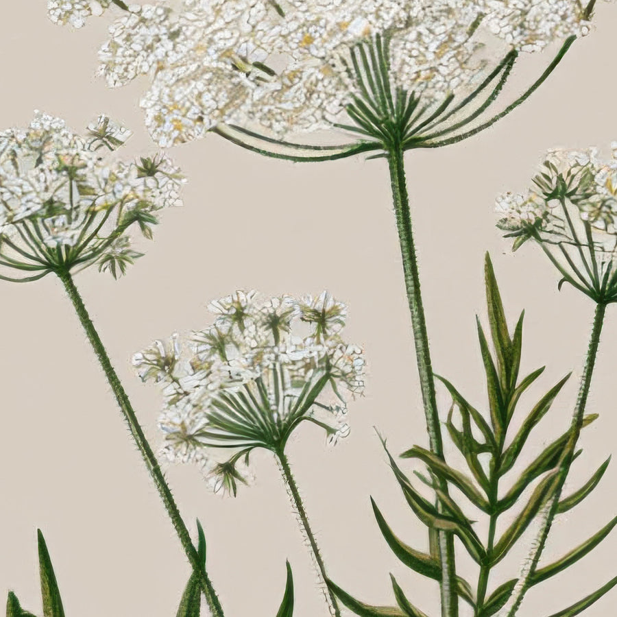 Wildflower Botanical Scatter Print – Vintage Illustration Wall Art