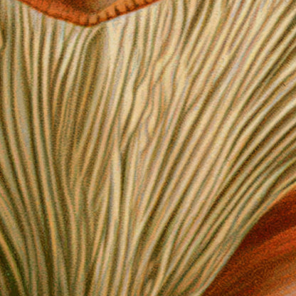 Antique Wild Mushroom Illustration close-up detail