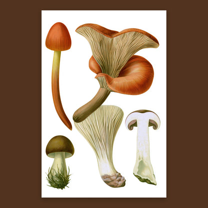 Antique Wild Mushroom Illustration flat lay
