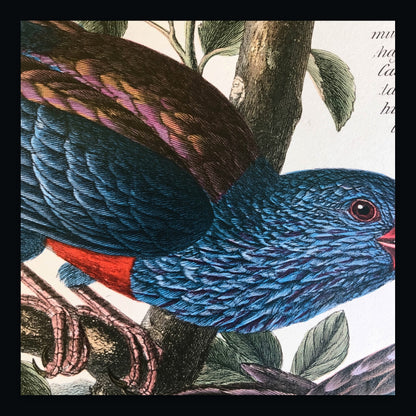 Antique Blue-Feathered Bird Illustration flat lay