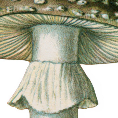 Vintage Mushroom Specimen Plate close-up detail