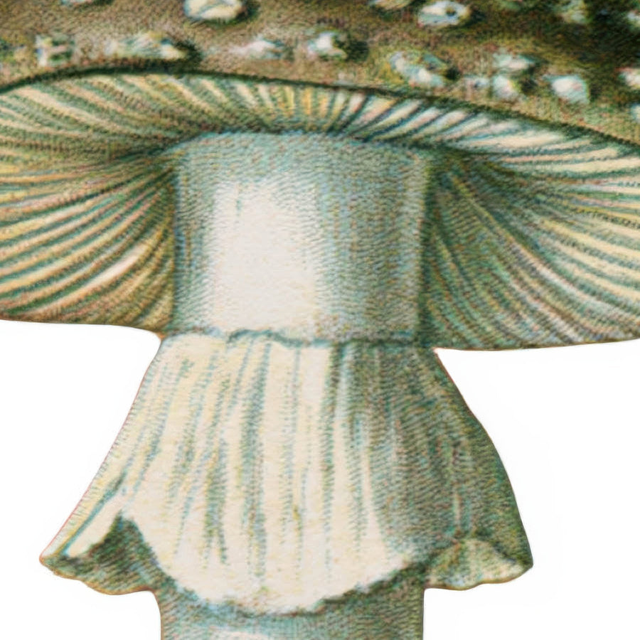 Vintage Mushroom Specimen Plate – Vintage Illustration Wall Art