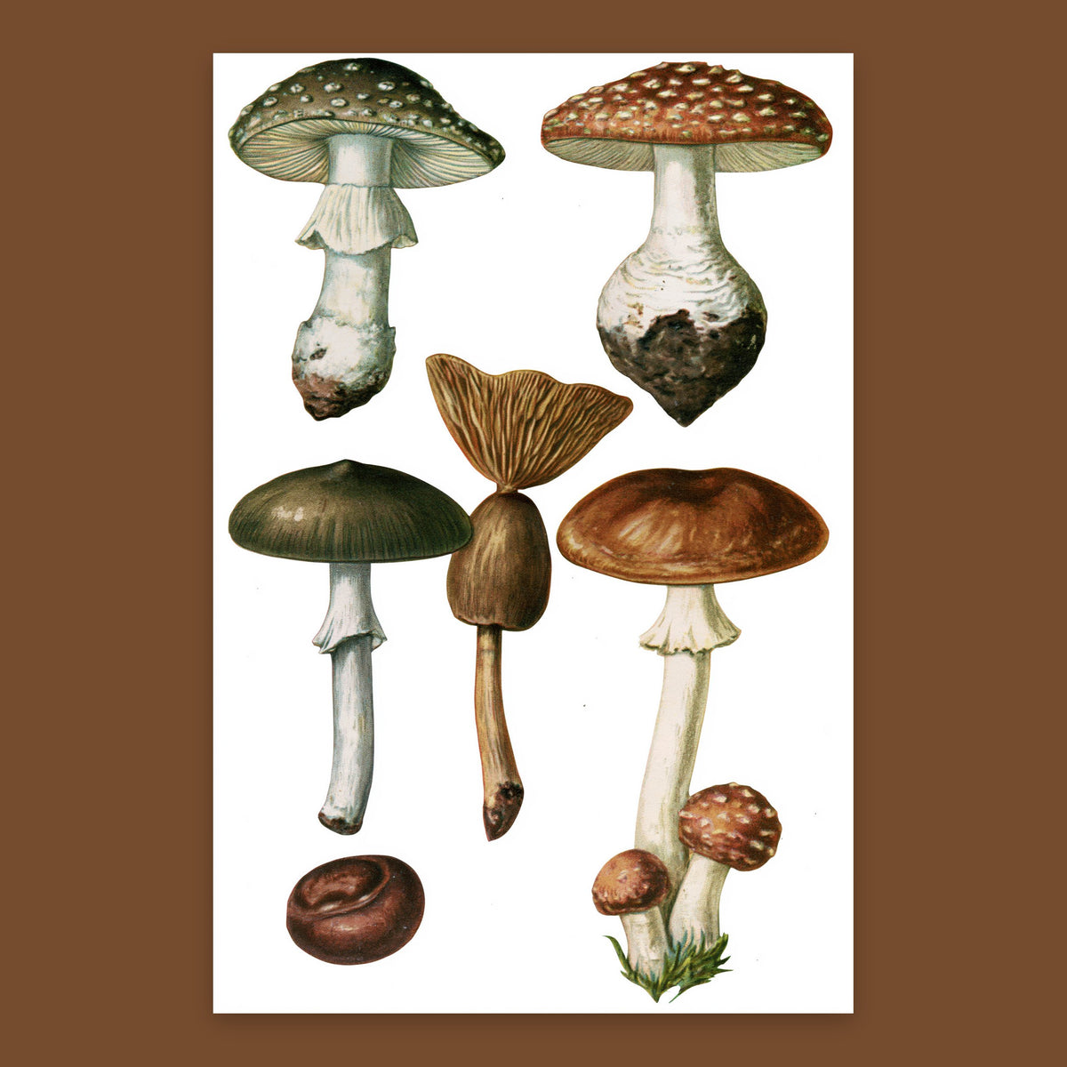 Vintage Mushroom Specimen Plate flat lay