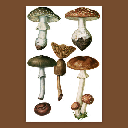 Vintage Mushroom Specimen Plate flat lay