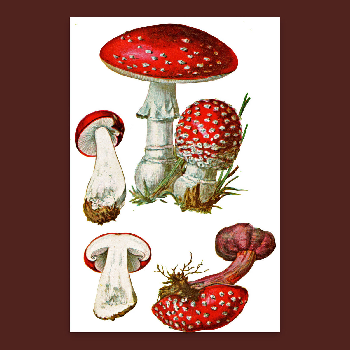 Vintage Fly Agaric Mushroom Plate flat lay