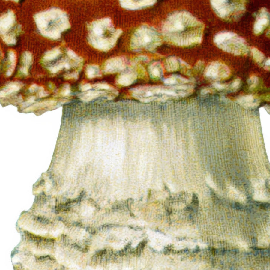 Antique Numbered Mushroom Plate – Vintage Illustration Wall Art