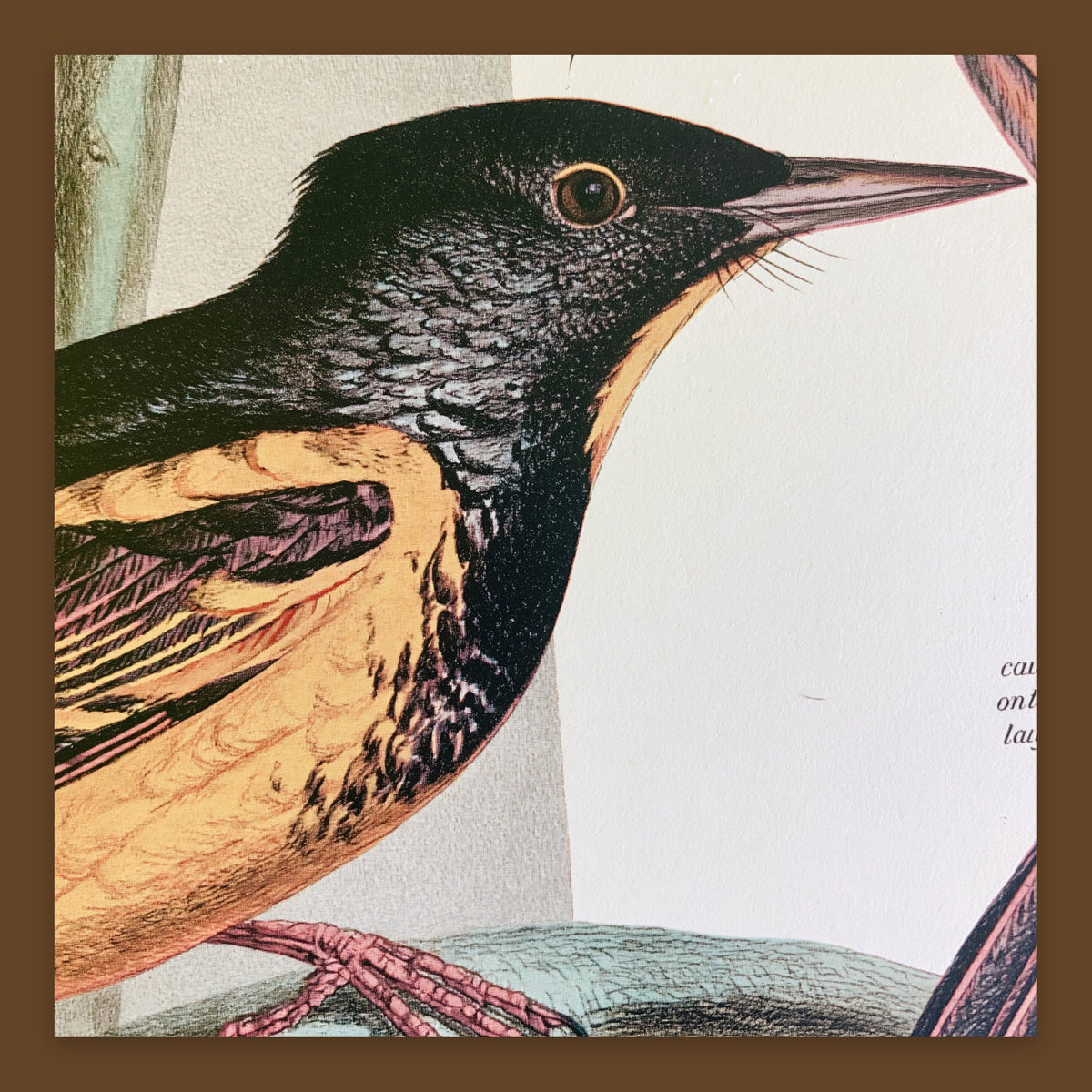 Antique Songbird Illustration flat lay