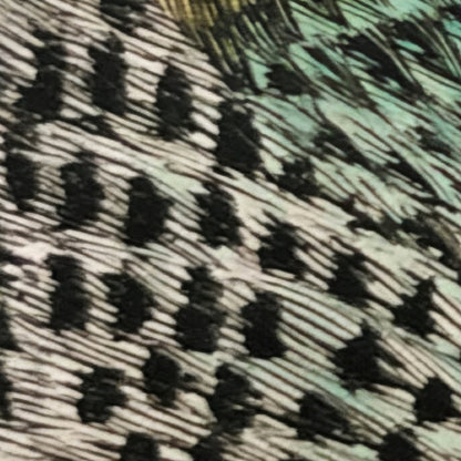 Antique Kingfisher Illustration close-up detail