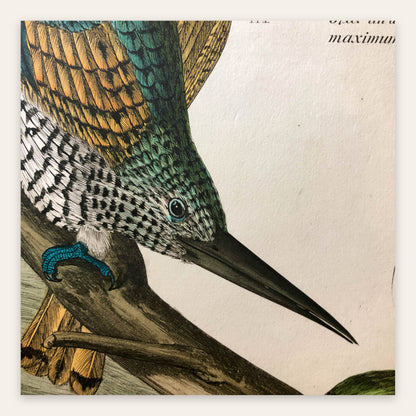 Antique Kingfisher Illustration flat lay