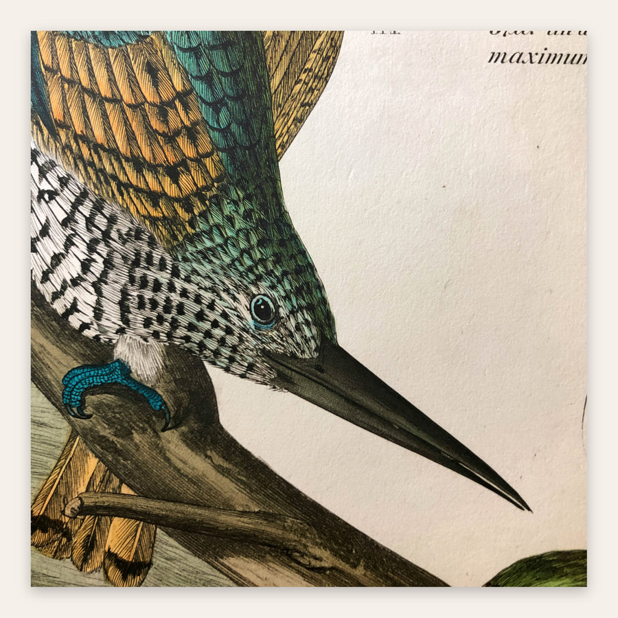 Antique Kingfisher Illustration – Vintage Illustration Wall Art
