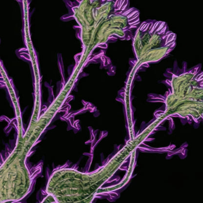 Dark Bleeding Heart Botanical Illustration close-up detail