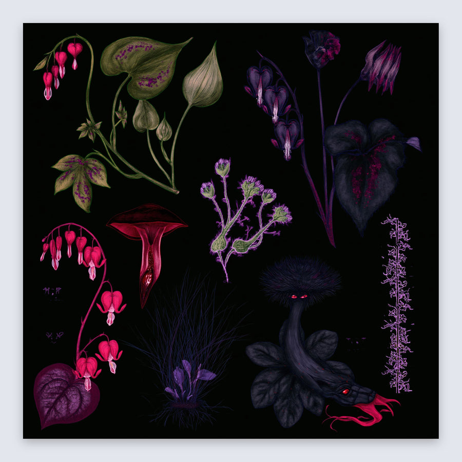 Dark Bleeding Heart Botanical Illustration – Vamp Romantic Wall Art