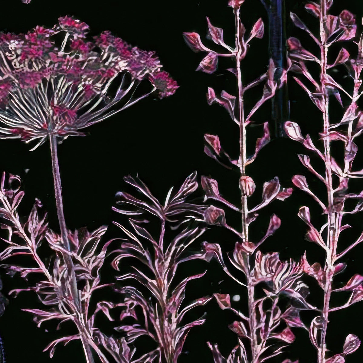 Tall Dark Wildflower Illustration close-up detail
