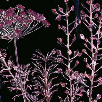 Tall Dark Wildflower Illustration close-up detail