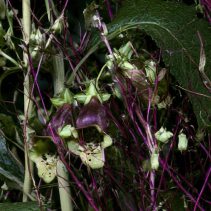 Night Garden Wildflowers close-up detail