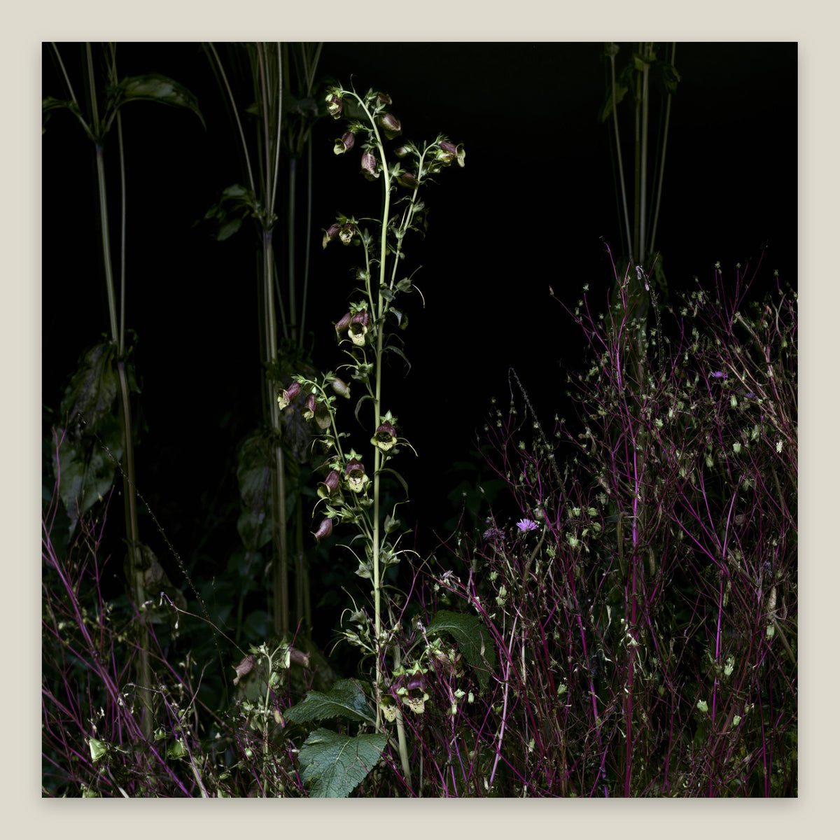 Night Garden Wildflowers flat lay