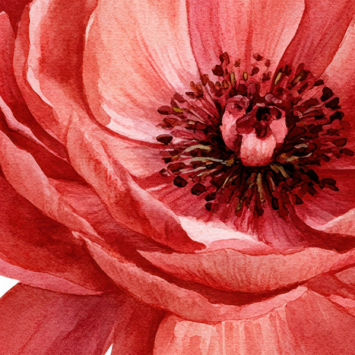 Pink and Red Poppies in a Row close-up detail